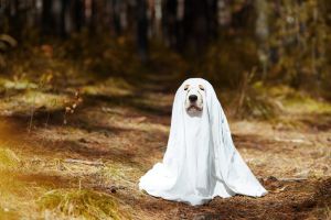 A Halloween greeting card. Beagle dog wearing a ghost costume sitting in the autumn forest