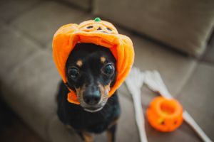 Halloween portrait of a cute pet dog