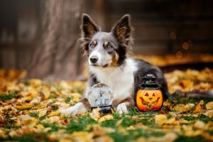 Halloween and Thanksgiving Holidays. Dog with pumpkins in the forest. Border Collie dog