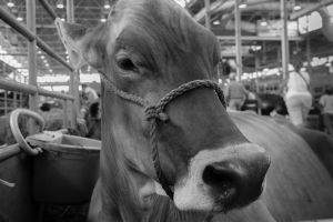 Cow at the State Fair