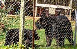 Putnam County Bears