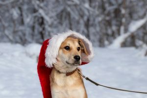 Small dog wearing red Santa hat on snowy winter background.Cute puppy from a homeless animal shelter posing for the camera.
