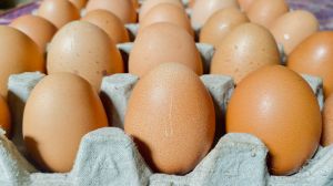 close up of chicken eggs in several rows