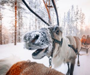 Reindeer sleigh ride through the snowy in Lapland, Finland