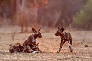 African wild dog pups in Mana Pools