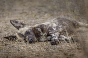 Wild Dogs in Kruger