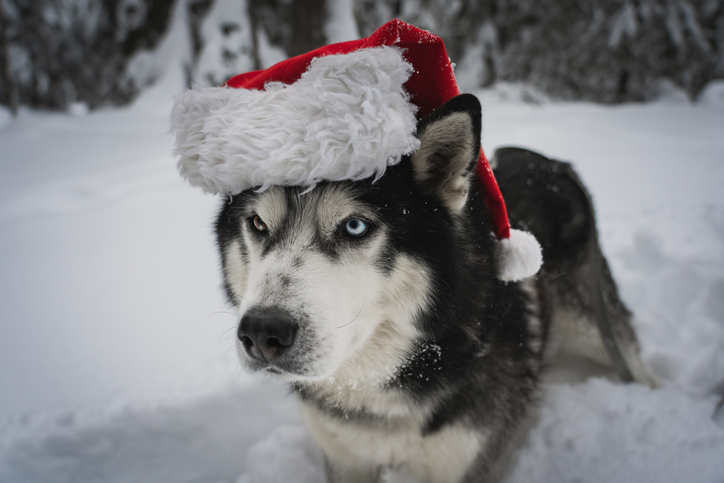 Christmas themes , husky dog wearing a Santa Claus hat in the forest in winter.