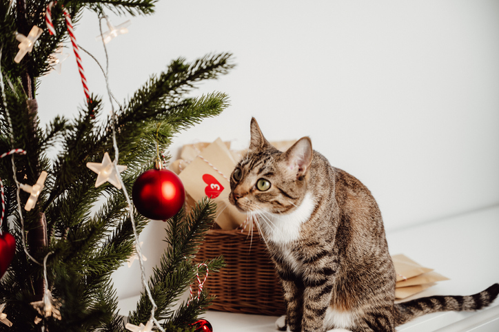 Adorable tabby cat near christmas tree.festive background