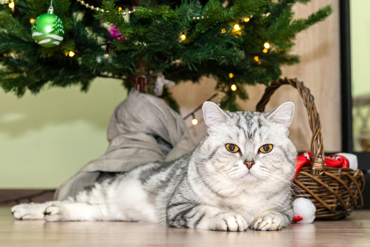 A bored purebred cat lies under the New Year tree during the holiday