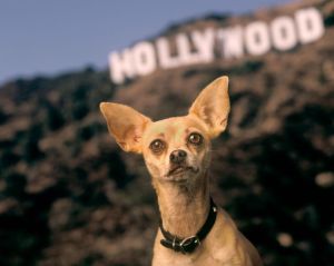 Gidget, Taco Bell Commercial Dog, Dies at 15