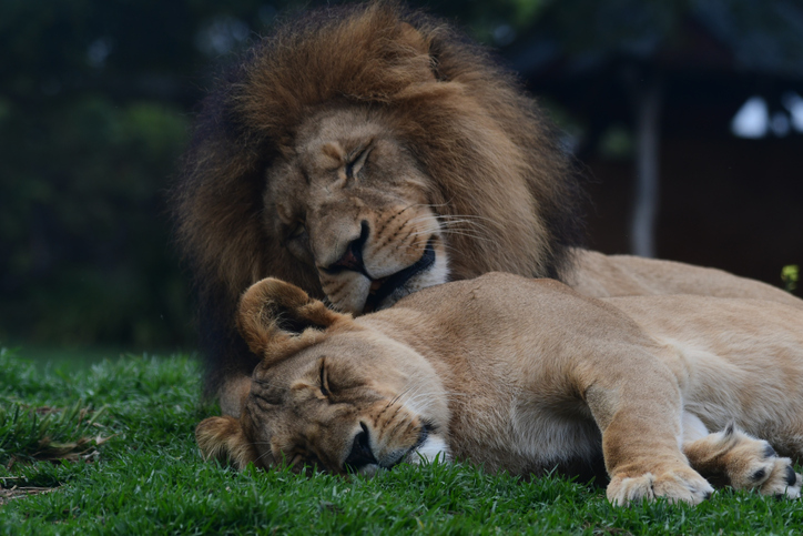 Lions sleeping in the zoo