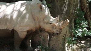 Zenzele The White Rhino at Indy Zoo