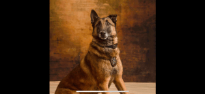 K9 Dies in Howard County