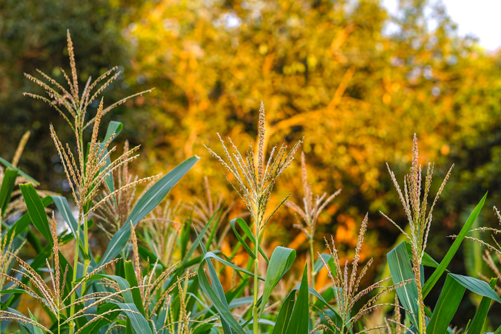 Corn field on a beautiful sunset background