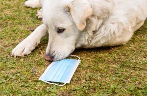 White dog with the protective mask in the garden.