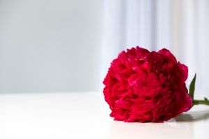 Single peony flower magenta color in full bloom on white background with copy space. Floral still life. Greeting card for Valentine Day, Wedding, Women`s Day or Birthday. Festive background.