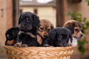 Five puppies inside a basket