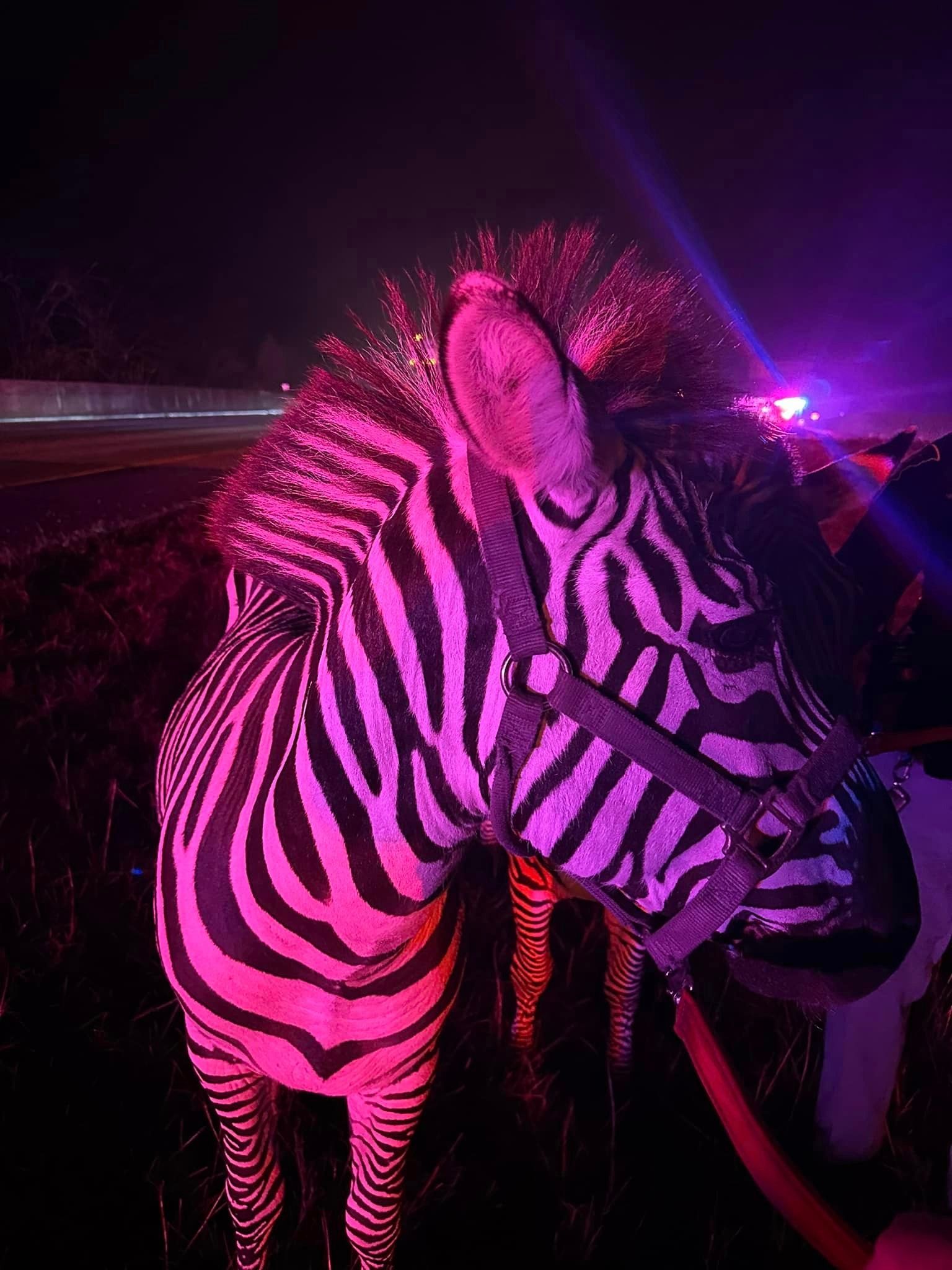 Image of Circus Animals on I-69
