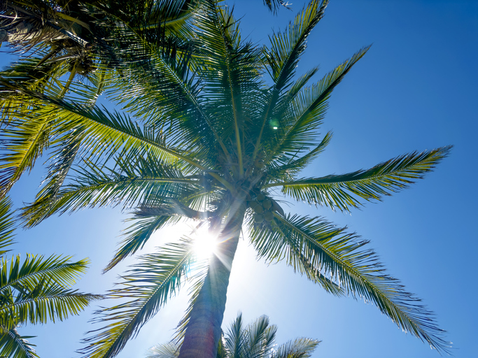 Palm trees and shining sun in blue sky