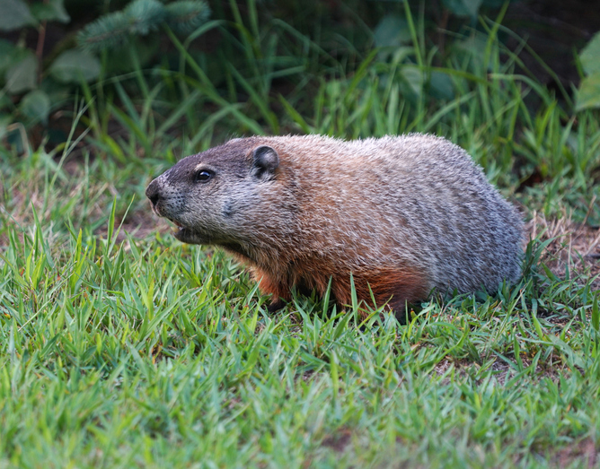 close up on groundhog on the meadow