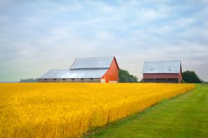 Wheat Field with Red Barns- Tipton County, Indiana
