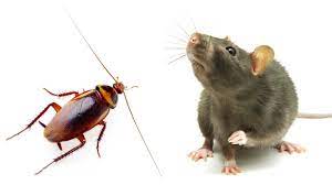 Roach and Rat