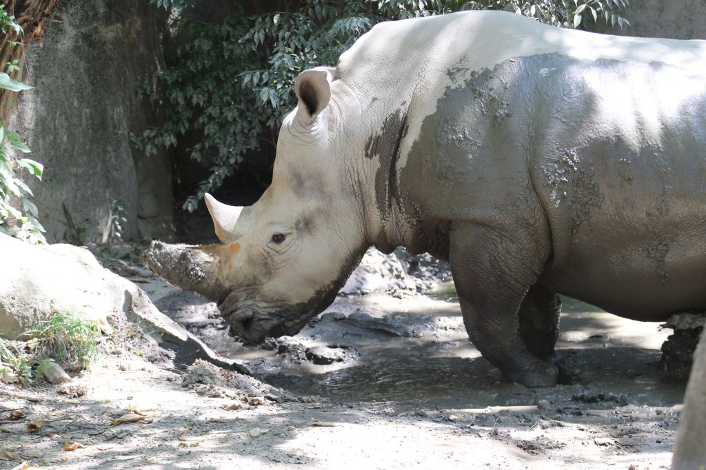 Image of Rhino Zenzele