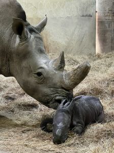 Image of Rhino Zenzele and New Her Calf