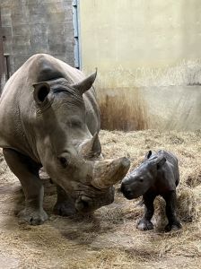 Image of Rhino Zenzele and New Her Calf