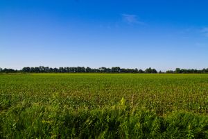 Vibrant Green Crop Field Under Clear Blue Sky in Midwest America