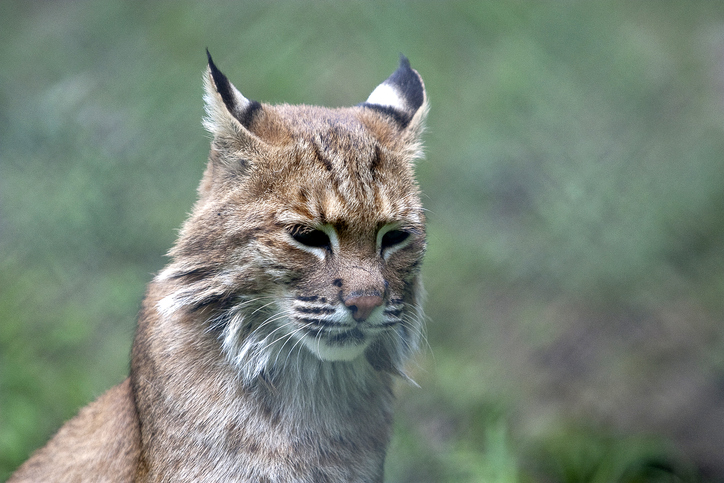 Holcomb signs bobcat hunting bill into law; DNR must establish hunting season by 2025 
