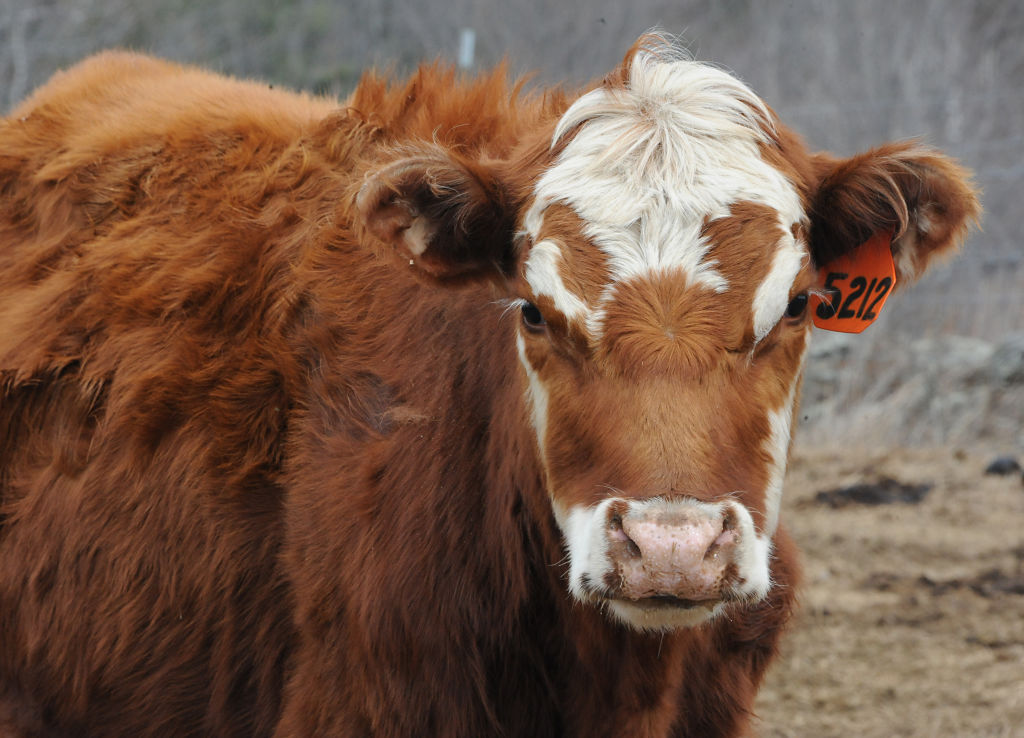 Another report that eating beef increases our carbon footprint