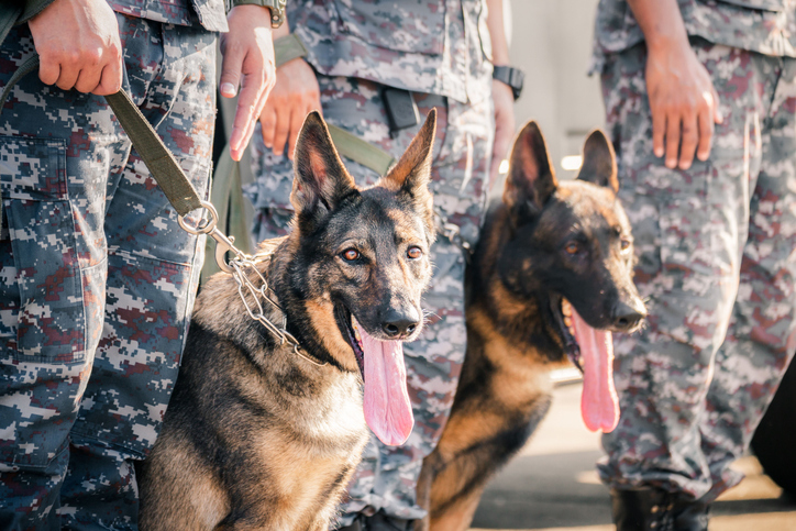 Soldiers from the K-9 unit demonstrations to attack the enemy , the green lawns. learn the human language. Dogs can follow orders well.