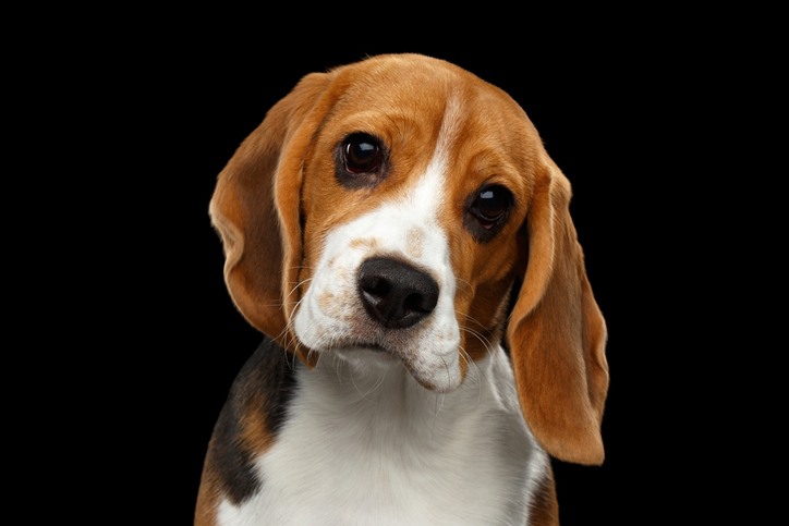 Your dog knows what you are saying