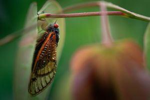 Cicada Resting