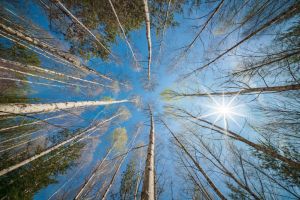 upper view on birth trees and sun over blue sky in spring