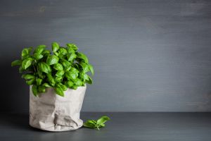 fresh basil herb in paper pot