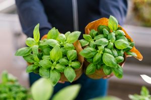 man customer hand choosing basil herb for planting in garden center