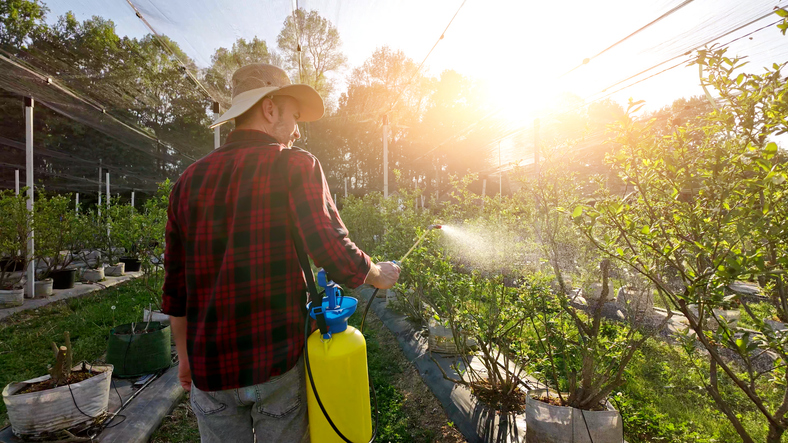 Farmer using pesticide, insecticide, fungicide and herbicide sprayer sprinkler in an blueberries farm outdoors in springtime after blooming.
