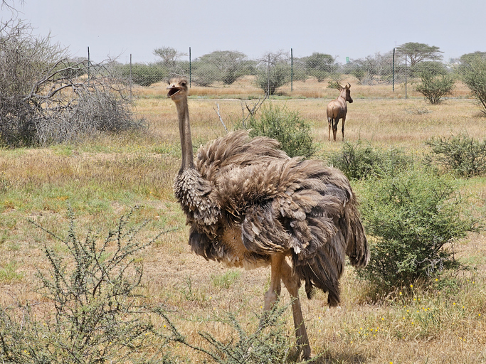 Worst Headline of the Day: Karen, a Topeka Zoo ostrich, dies after grabbing and swallowing a staff member's keys