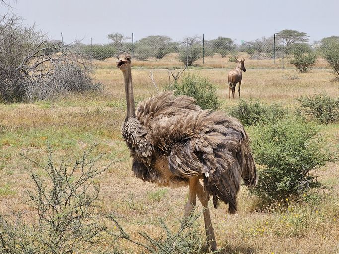 Worst Headline of the Day: Karen, a Topeka Zoo ostrich, dies after grabbing and swallowing a staff member's keys