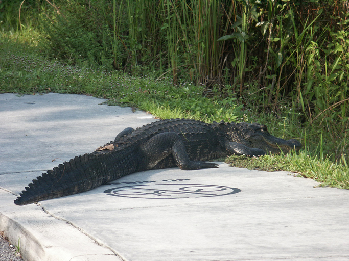 Tony is enjoying watching Florida man take down an Alligator
