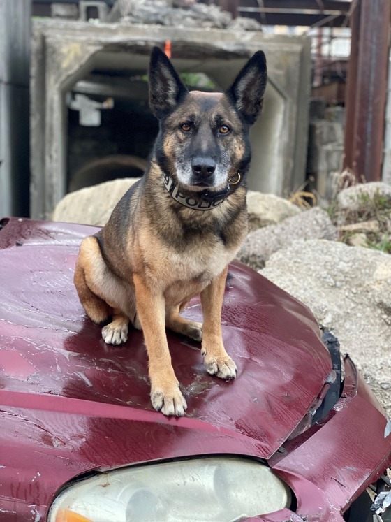 K9 Maverick on Top of a Car