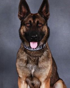 K9 Maverick
