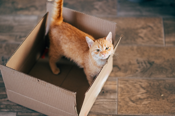 Couple accidently ship their cat in Amazon box
