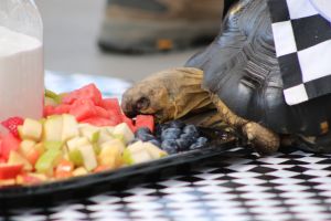 Image of 2023 Zoopolis 500 at the Indianapolis Zoo