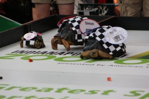 Image of 2023 Zoopolis 500 at the Indianapolis Zoo