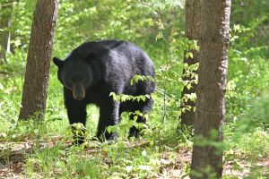 Bear encounter 2