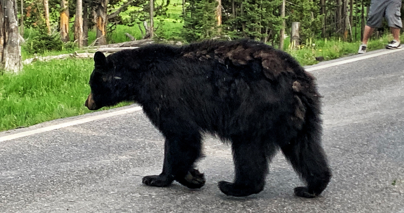 Black bears, grizzly bears, brown bears in Yellowstone National Park, Wyoming Montana. Summer wonderland to watch wildlife and natural landscape. Wildlife watching.