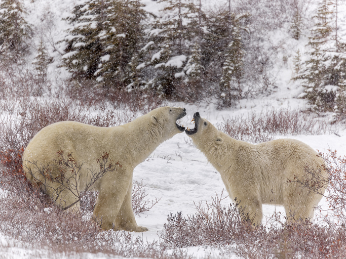 Two polar bears play fight